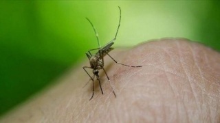 環境及生態局-7月白紋伊蚊指數保持低水平-協調前線部門加強滅蚊