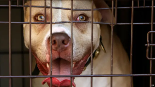 烈犬撕咬途人致當場死亡-狗主辯稱-與我無關-被判囚6年半
