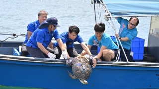 一隻玳瑁去年7月長洲擱淺後獲救-漁護署今放歸大海