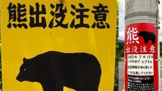 遊日注意-駐札幌總領館-北海道棕熊襲擊頻發-遊客需警惕-熊出沒