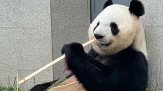 秦巴福地-漢家源脈-覽盡漢中千年風華與生態瑰寶
