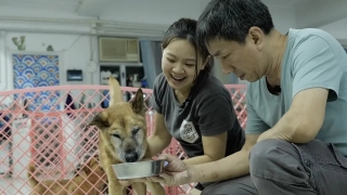影評--毛家--前往城市邊角-探問流浪動物救助的責任之義