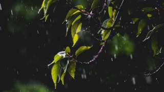 伯爵茶跡-聖君形象的淵源-禱雨辭