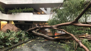 颱風樺加沙-謝展寰-汲取山竹襲港經驗-已預留地點處理塌樹垃圾