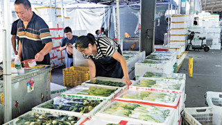 颱風樺加沙-粵供港蔬菜已連日增加出貨-確保香港市場貨源充足