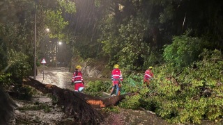 颱風樺加沙-當局接169宗塌樹報告-19人受傷赴急症室求醫