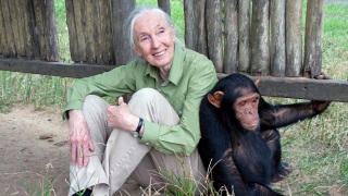 靈長類動物學家珍-古道爾逝世終年91歲-長期致力於黑猩猩野外研究