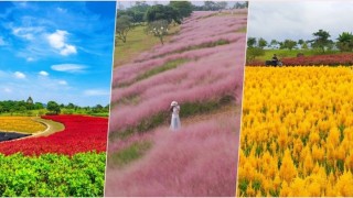 當代中國-遊深圳陌上花公園-一次飽賞五大花海