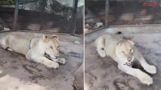 泰國有寵物獅子逃走致兩人受傷-網紅主人被捕