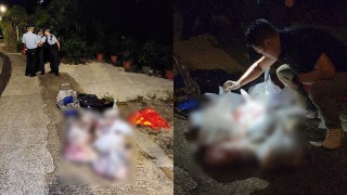西貢兩小野豬疑被斬件虐殺-警追緝四名男子