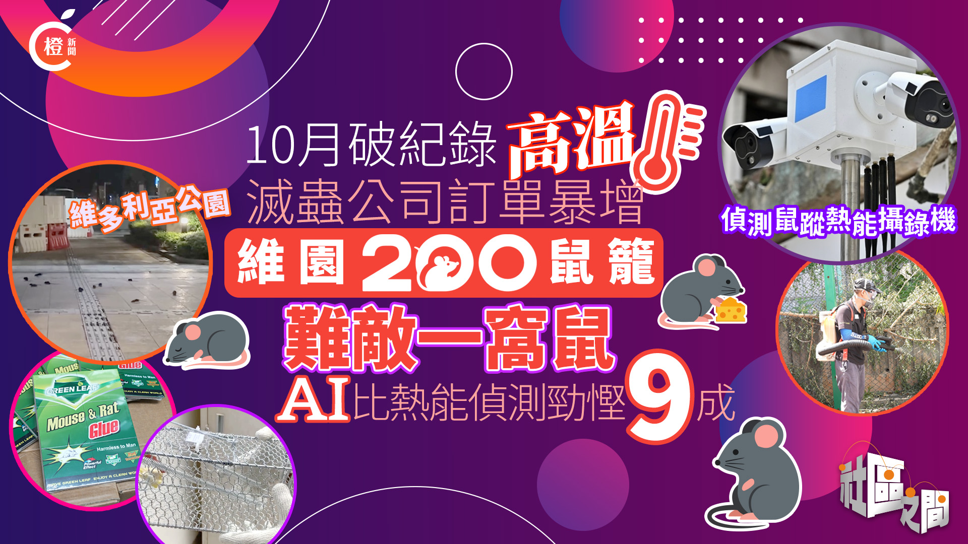 專題｜高溫天氣滅蟲公司訂單暴增　200鼠籠不敵一窩鼠　AI監測或取代熱能偵測