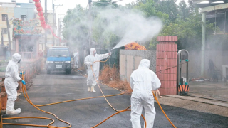 台中養豬場爆非洲豬瘟疫情-全台禁運禁宰豬隻五天