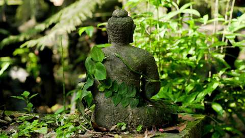 香港生態史地歷奇-五十年代香港番書女日記-萬丈布金龍-十三