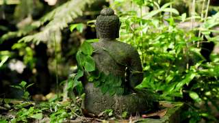 香港生態史地歷奇-五十年代香港番書女日記-萬丈布金龍-十三