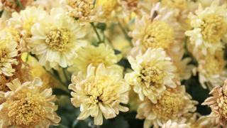 文化漫談-秋菊有佳色-從菊花解碼重陽色譜