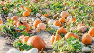 文化漫談-秋日餐桌上-它如何躋身-C位