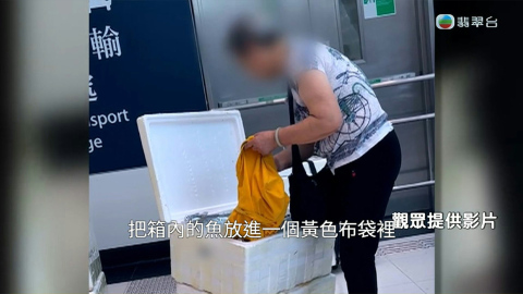 東張西望-揭發水貨客走私魚生過關-壽司郎急發聲明否認-廢棄發泡膠箱遭利用