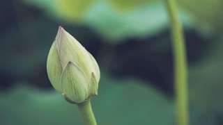 香港生態史地歷奇-純真直率的少女日記展現佛教魅力-萬丈布金龍-十四