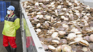 日本恢復對華出口水產-6噸北海道扇貝已出貨