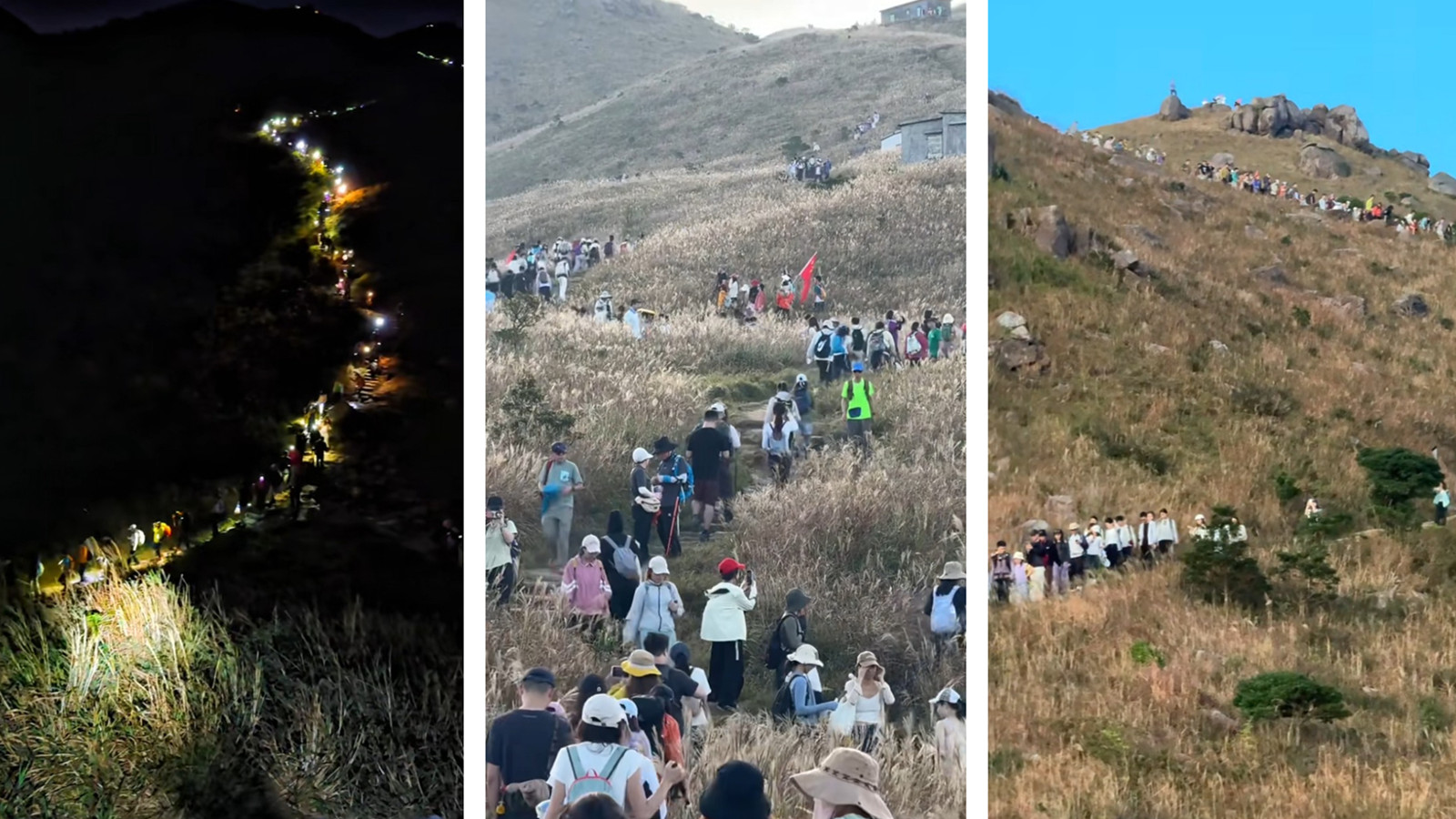 熱話-大東山芒草季迫爆打卡客-網民-遠看像逃難