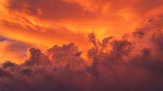 伯爵茶跡-明察不蔽的神鳥-鳳凰秋秋