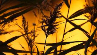 教育驚奇-卓越的誹謗技藝-狗仗人勢考-下