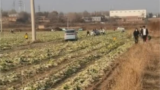 赤峰-免費採撿白菜-為不實信息傳播-紅山晚報致歉涉事記者證件被吊銷
