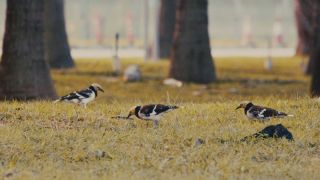 文化漫談-1961年-葉靈鳳在香港-秋天呢-可愛的秋天到哪裡去了