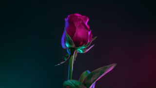 佬文青的世界-道聽塗說的故事-藍玫瑰的澳門賭債-丁老闆的人肉攬枕