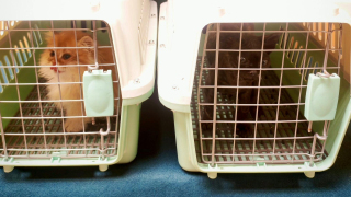 海關羅湖破非法進口幼貓案-拘捕一名旅客