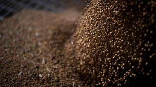 內地傳至少採購十艘船美國大豆-明年1月裝運