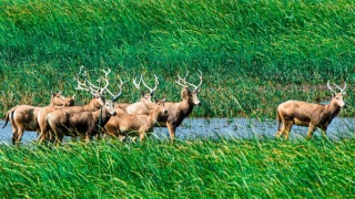 當代中國-上古神獸失而復得--四不像-的傳奇重生