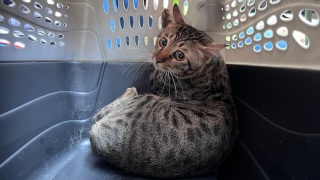 宏福苑五級火-愛協-消防累計救出209隻生還動物-339隻寵物下落不明