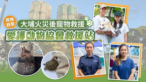 夢生活-實地直擊大埔火災後寵物救援-愛協救援站獸醫義工-難忘獲救動物生命力頑強