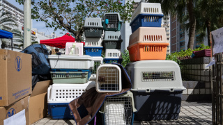 宏福苑五級火-愛協-至今累計尋獲364隻動物-宏福苑外圍捕獲一隻唐貓