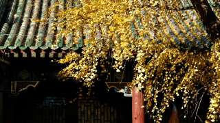 妍習共享-冬日北京-在皇氣與市井間尋找溫暖