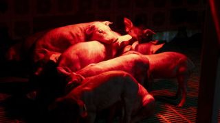 西班牙爆非洲豬瘟疫情-不排除因實驗室意外洩漏釀禍