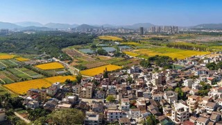 大美嶺南-中山南朗左步村-稻浪和弦-古村新韻