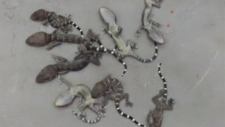 海關機場截查印尼抵港空運貨物-檢34隻屬瀕危物種活蜥蜴