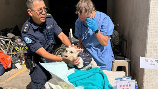 宏福苑五級火-84寵物仍失聯-警助愛協將貓狗糧水放置受災大廈