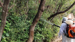 基孔肯雅熱-歐家榮-相信青衣自然徑源頭仍未消除-料滅蚊工作需7至10日