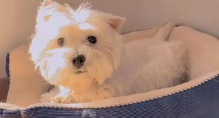 北京首宗寵物中毒刑案一審宣判-狗主辭職追兇3年-投毒者判囚4年