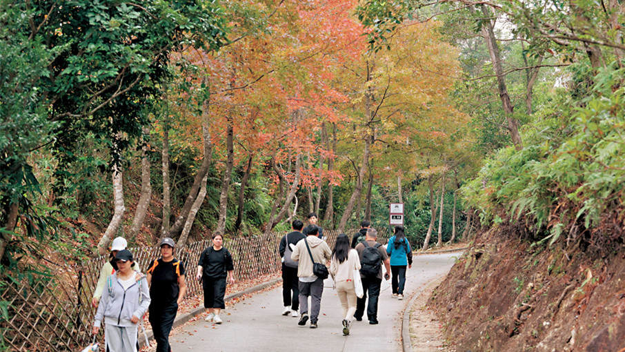 大棠紅葉季節開始明起封路　漁護署四招應付人流