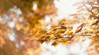 陸小淑專欄-時光裡的樹