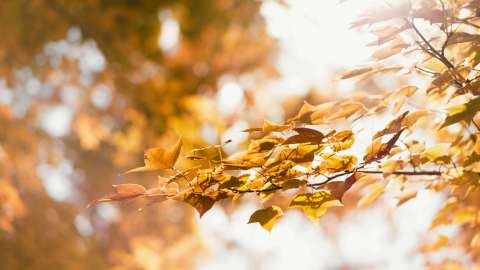 陸小淑專欄-時光裡的樹