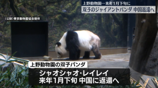 日本僅剩兩隻大熊貓明年1月將返還中國-屆時日本國內再無飼養大熊貓