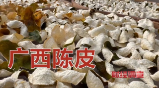 廣西浦北-工藝陳皮-貼標冒充新會陳皮-成本70元利潤可翻十倍