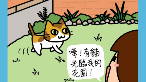 迷糊小窩-自來貓