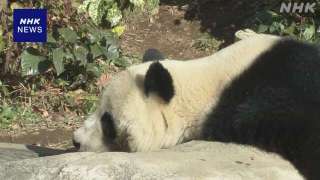 旅日大熊貓-曉曉---蕾蕾-將歸國-日本民眾赴上野動物園排隊送別