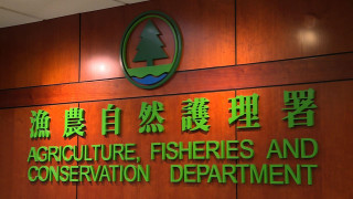 流浮山豬場樣本驗出非洲豬瘟病毒-漁護署正安排銷毀不影響活豬供應